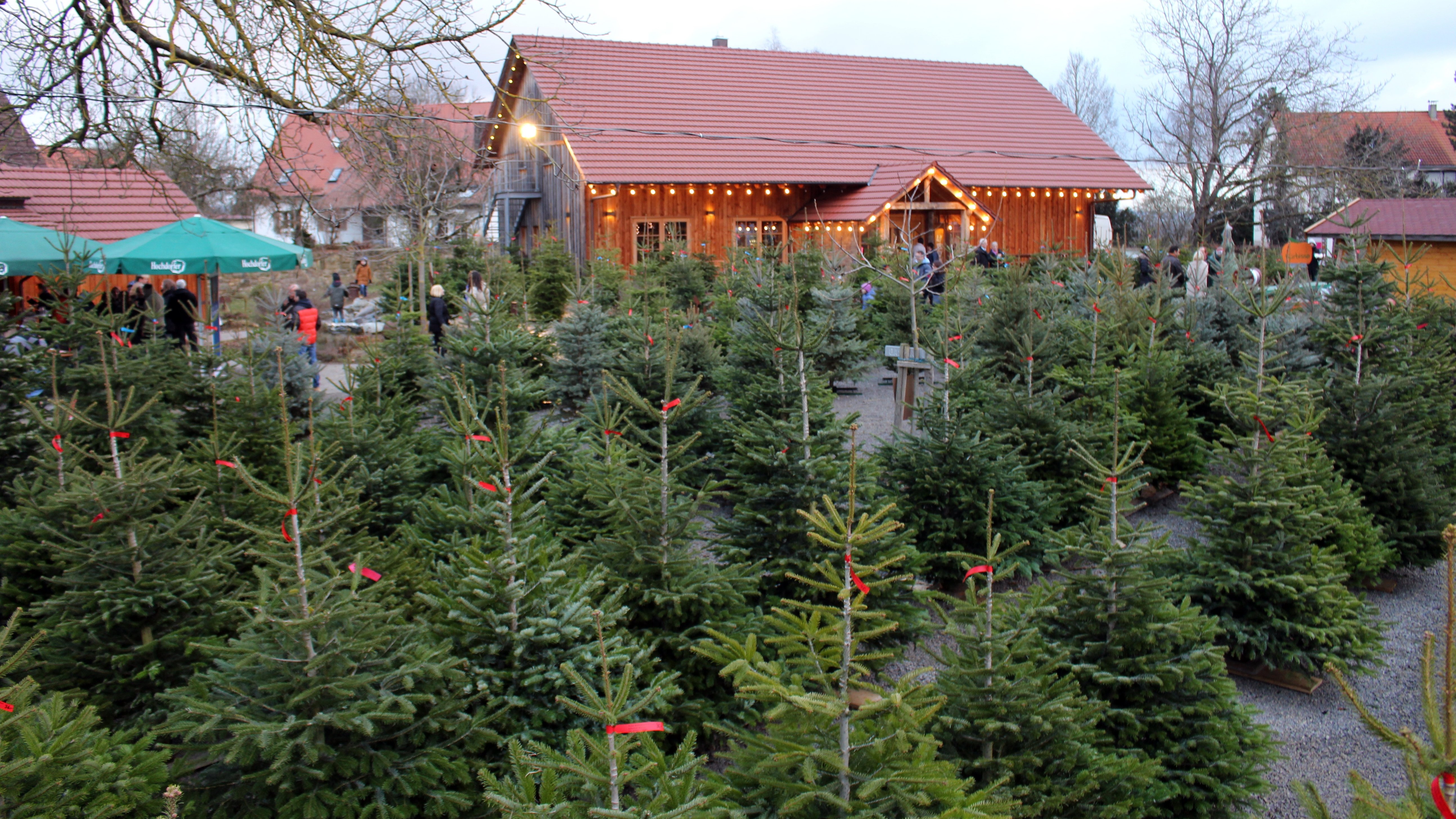 Verkauf der Weihnachtsbäume
